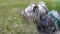 A little dog of Yorkshire terrier stands on the grass and looks. Close-up