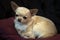 Little doggie Chihuahua lying on a red pillow,