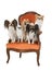 Little dogs on armchair