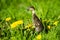 Little domestic gray duckling sitting in green grass