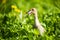 Little domestic gray duckling sitting in green grass