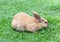 Little domestic rabbit on a green grass