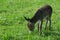 Little donkey eats on the meadow