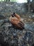 Little Dove on a stone