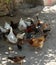 Little duck and chicken cub, brotherhood of animals, the world of animals,poultry are eating together, ducks and chickens fed