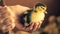 Little duck in hand. Nestling yellow in a children`s palm.