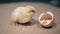 Little duckling sits near an eggshell, close up. Baby bird hatching from egg at a farm