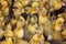 Little ducklings, chicks crowd gathered in the cage.