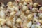Little ducklings. Many children duck at the poultry farm