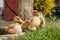 Little ducklings, pets .