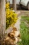 Little ducklings, pets .