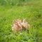 Little ducklings, pets .