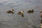 Little ducklings swim on the lake in spring