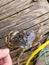 Little Dungeness crab caught at pier 13 in Newport Oregon