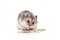 Little dwarf campbell hamster eating