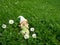 Little dwarf girl with a bird in her hand sits on a green meadow