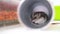 Little Dzungarian hamster sits in a pipe as in a hole and cleans his coat close up. Pets and animal food concept. 4k
