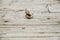 Little earthworm on wooden background