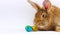 little easter fluffy brown cute rabbit with big ears and mustache sit next to easter painted eggs on