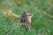 Little Eastern Chipmunk in Fall Hiding in the Grass