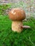 Little edible mushroom on the forest floor