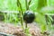 Little eggplant grows on a bush. Home garden with plants. environmentally friendly product with vitamins