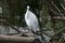 Little egret