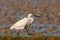 Little Egret