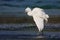 Little egret