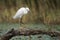 Little Egret