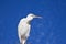 Little Egret against blue sky and white cloud