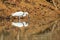Little egret aquatic heron bird with its reflection walking on w