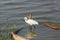 Little egret bird in Kolleru lake, India