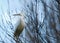 Little egret bird of water observes