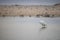 Little Egret bird by the waterside searching for food on Paarden Eiland beach at sunrise.