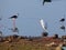 Little Egret and Black-winged Stilts at Randarda Lake, Rajkot, Gujarat