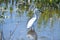 Little Egret Breeding Adult at Sweetwater Wetlands