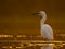 Little Egret Casmerodius albus