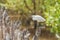 The Little Egret catch on the bamboo and looking for prey