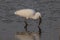 Little Egret catching a big fish at a pond