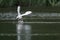 Little egret catching fish