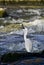 Little Egret - Catching Fish