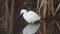 Little egret, Egretta garzetta