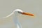 Little egret (egretta garzetta)