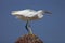 Little Egret (Egretta Garzetta)