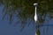 The little egret Egretta garzetta