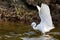 Little egret (Egretta Garzetta) catching fish