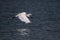 The little egret Egretta garzetta flying