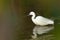 Little egret Egretta garzetta in the Hiran river.