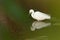 Little egret Egretta garzetta in the Hiran river.